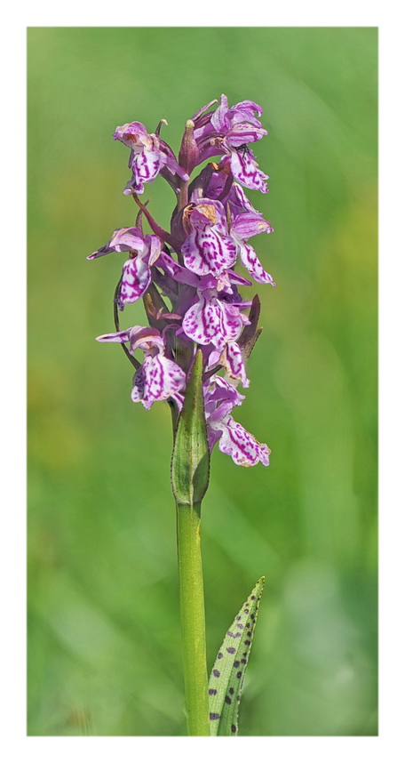 Orchidee Venete 2021 - 3