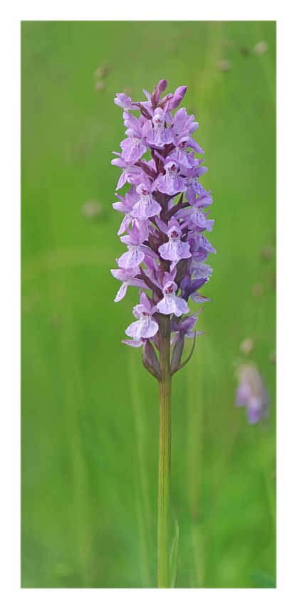 Orchidee Venete 2021 - 3