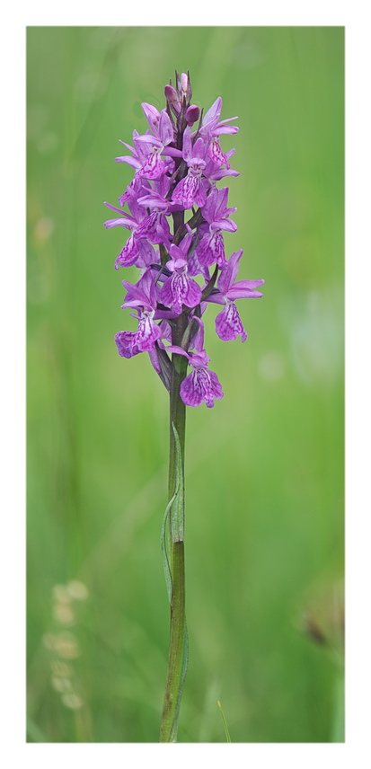 Orchidee Venete 2021 - 3