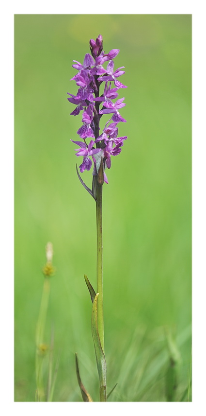 Orchidee Venete 2021 - 3