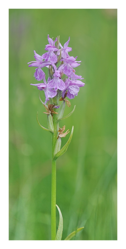 Orchidee Venete 2021 - 3