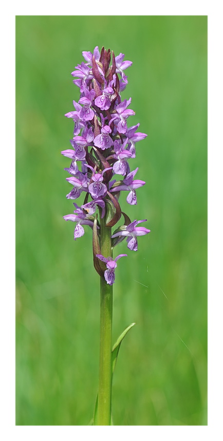 Orchidee Venete 2021 - 3