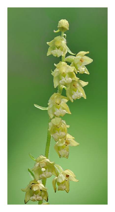 Orchidee Venete 2021 - 4