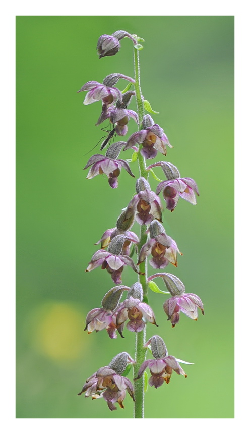 Orchidee Venete 2021 - 4