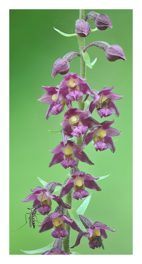 Orchidee Venete 2021 - 4