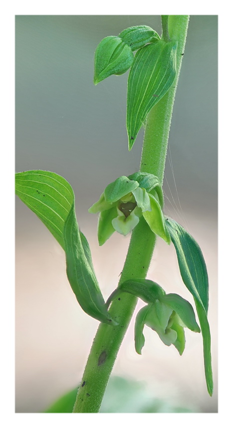 Orchidee Venete 2021 - 4