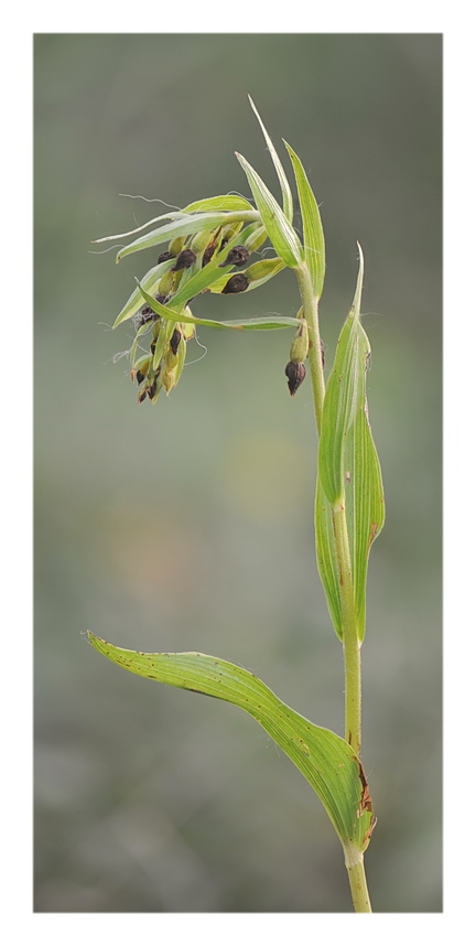 Orchidee Venete 2021 - 4