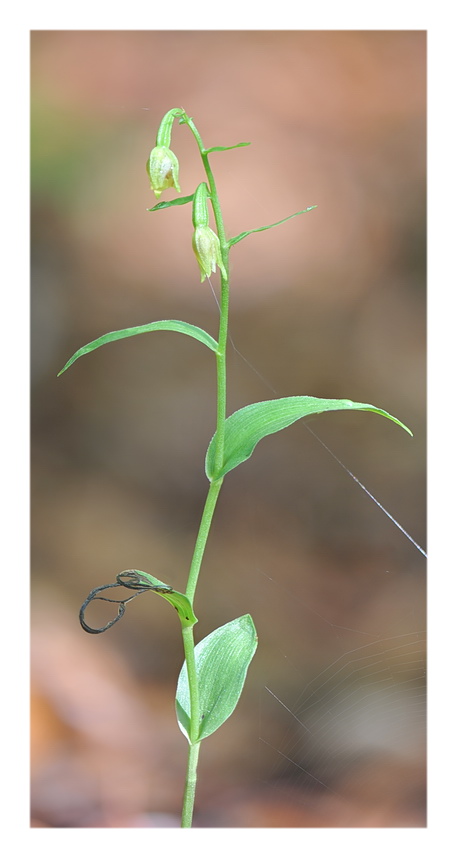 Orchidee Venete 2021 - 4