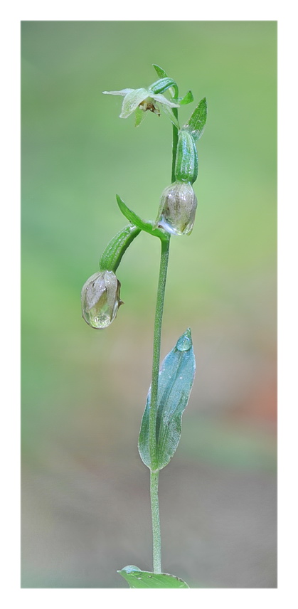 Orchidee Venete 2021 - 4