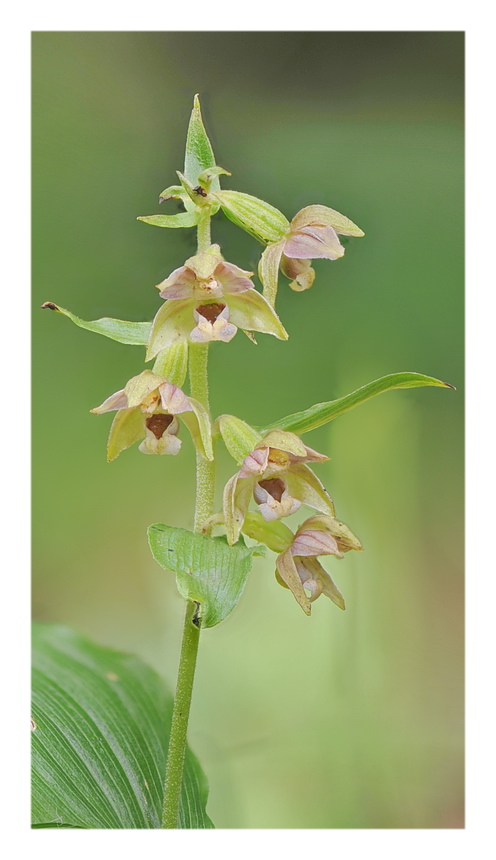 Orchidee Venete 2021 - 4