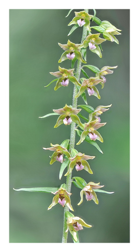 Orchidee Venete 2021 - 4