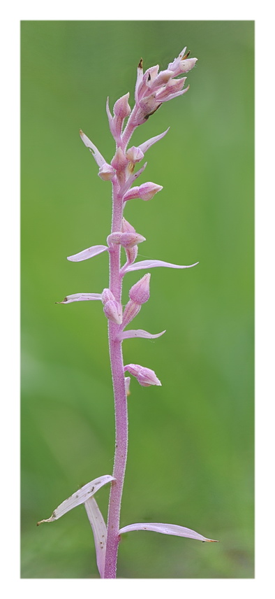Orchidee Venete 2021 - 4