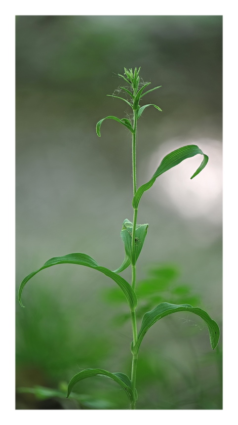 Orchidee Venete 2021 - 4