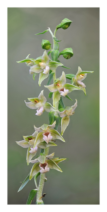 Orchidee Venete 2021 - 4