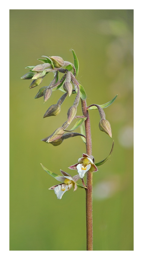 Orchidee Venete 2021 - 4