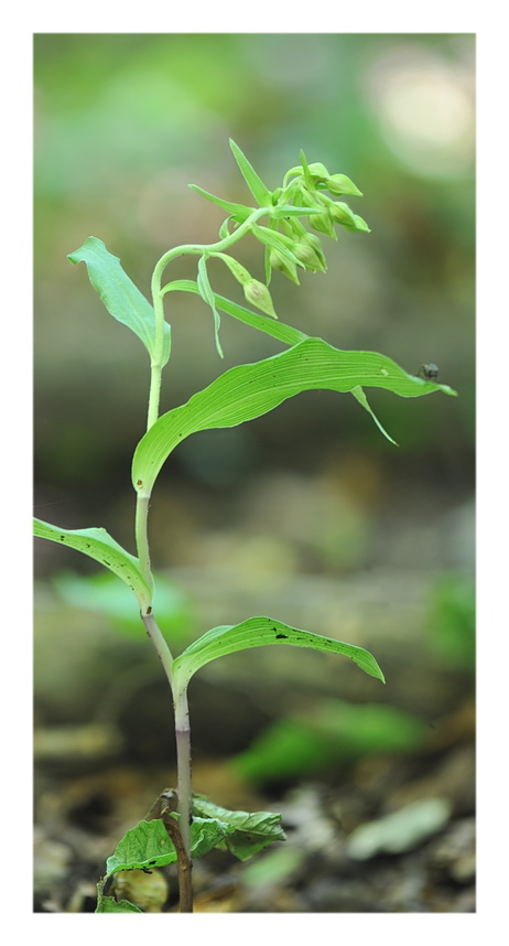 Orchidee Venete 2021 - 4