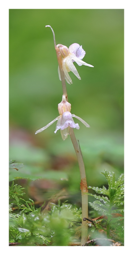 Orchidee Venete 2021 - 5