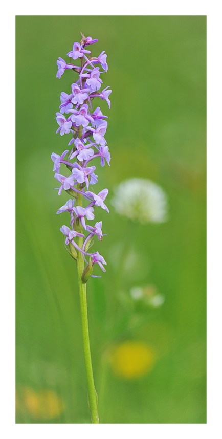 Orchidee Venete 2021 - 5