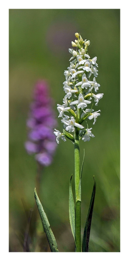 Orchidee Venete 2021 - 5