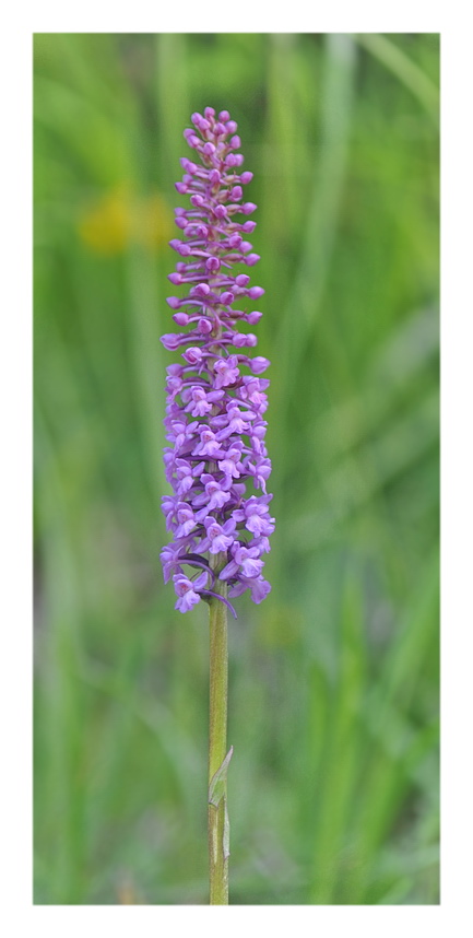 Orchidee Venete 2021 - 5