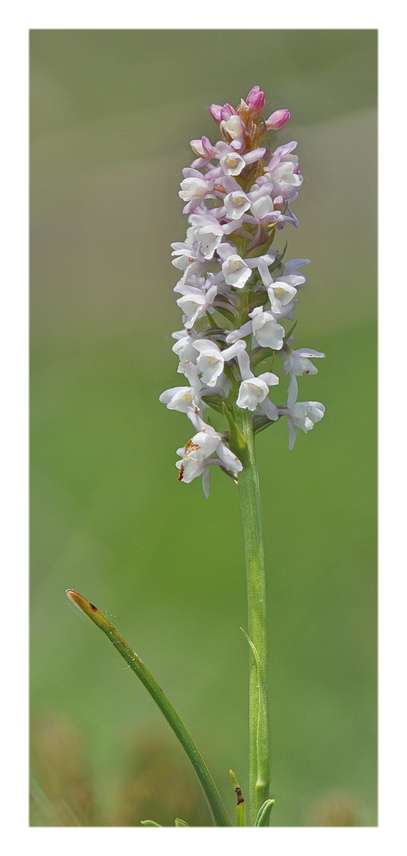 Orchidee Venete 2021 - 5