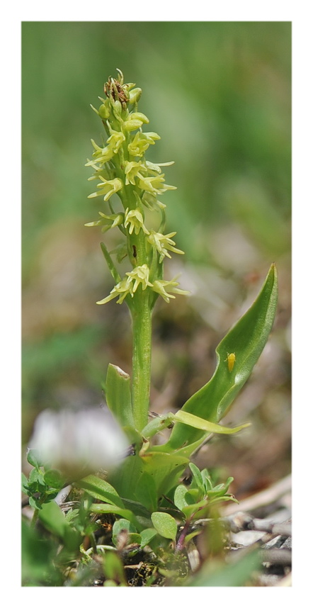 Orchidee Venete 2021 - 5