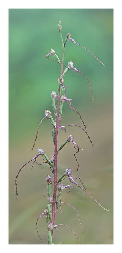 Orchidee Venete 2021 - 5