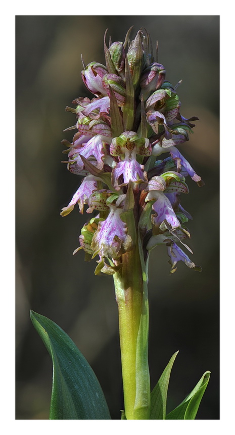 Orchidee Venete 2021 - 5