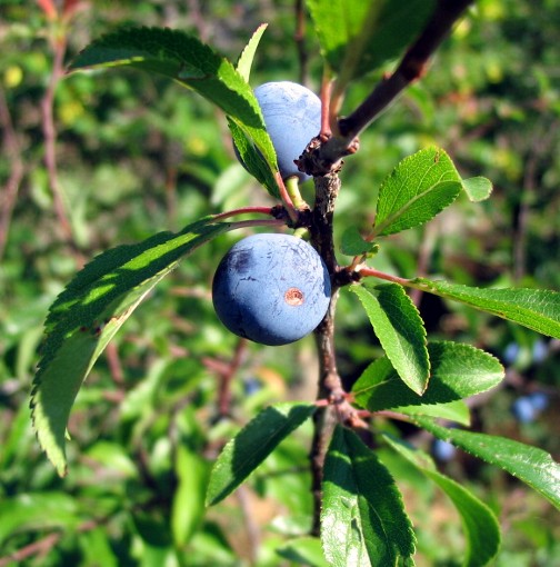 Bacca di ...Prugnolo (Prunus spinosa)