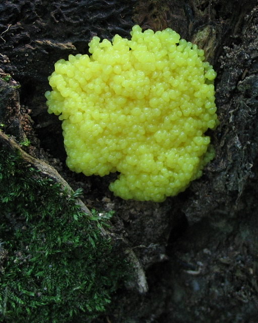 Uova di insetto o ...mixomyceti  ?