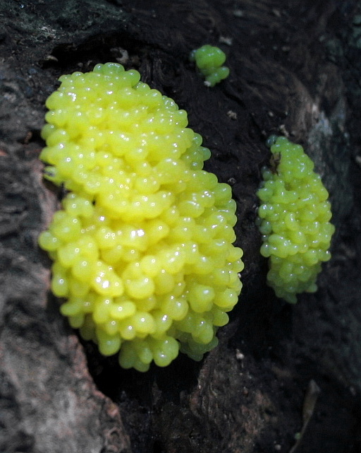 Uova di insetto o ...mixomyceti  ?