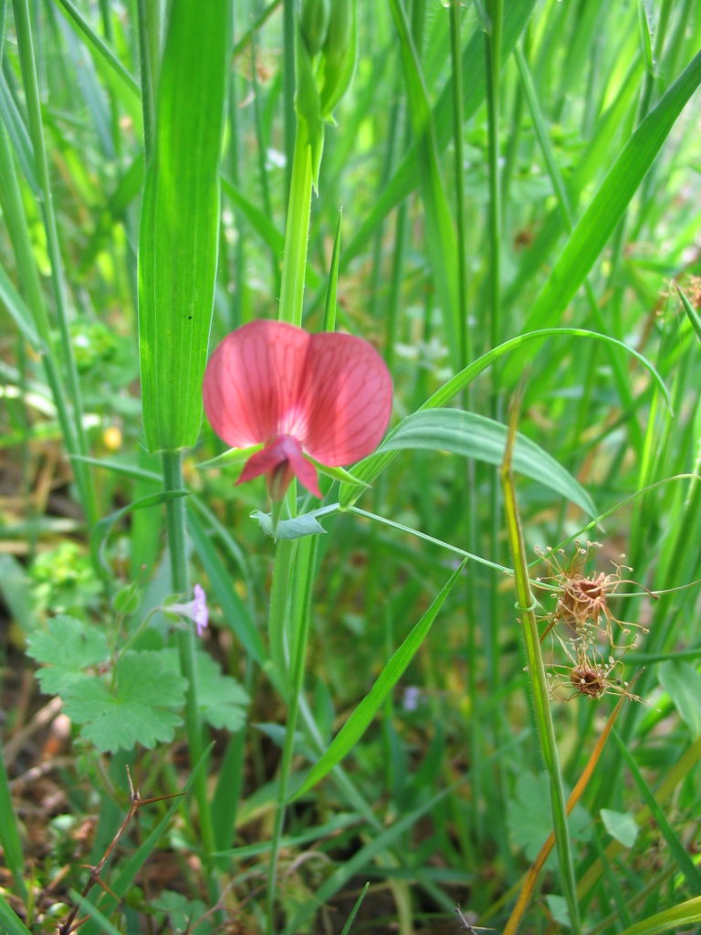 Lathyrus cicera?