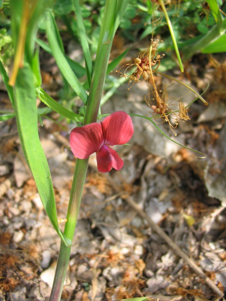 Lathyrus cicera?