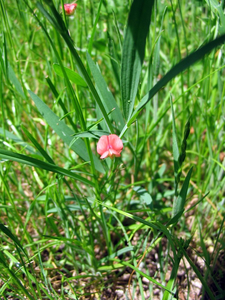 Lathyrus cicera?