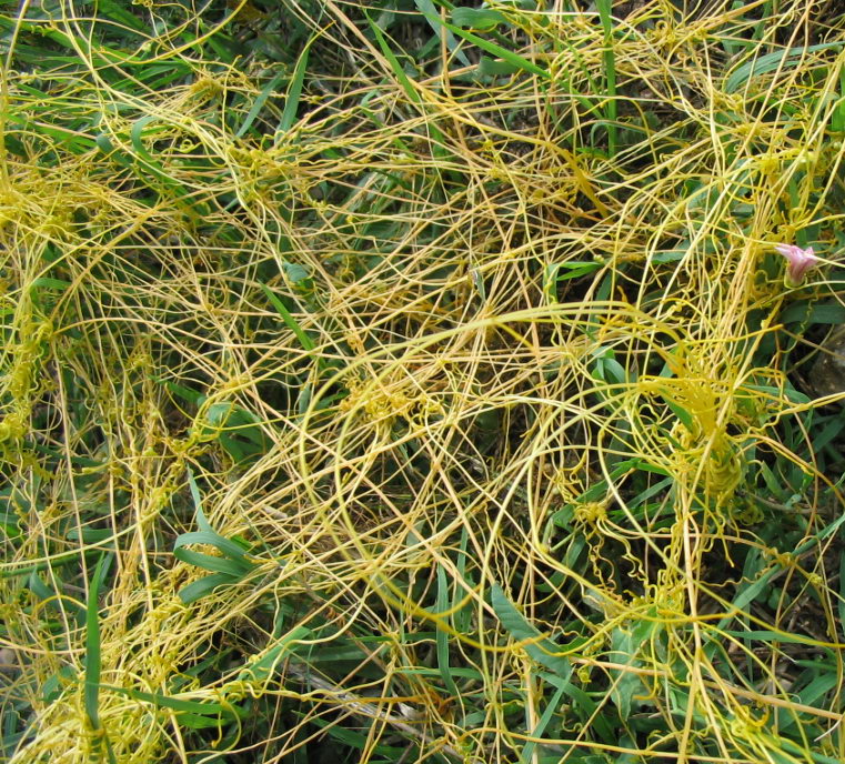 Cuscuta cesattiana