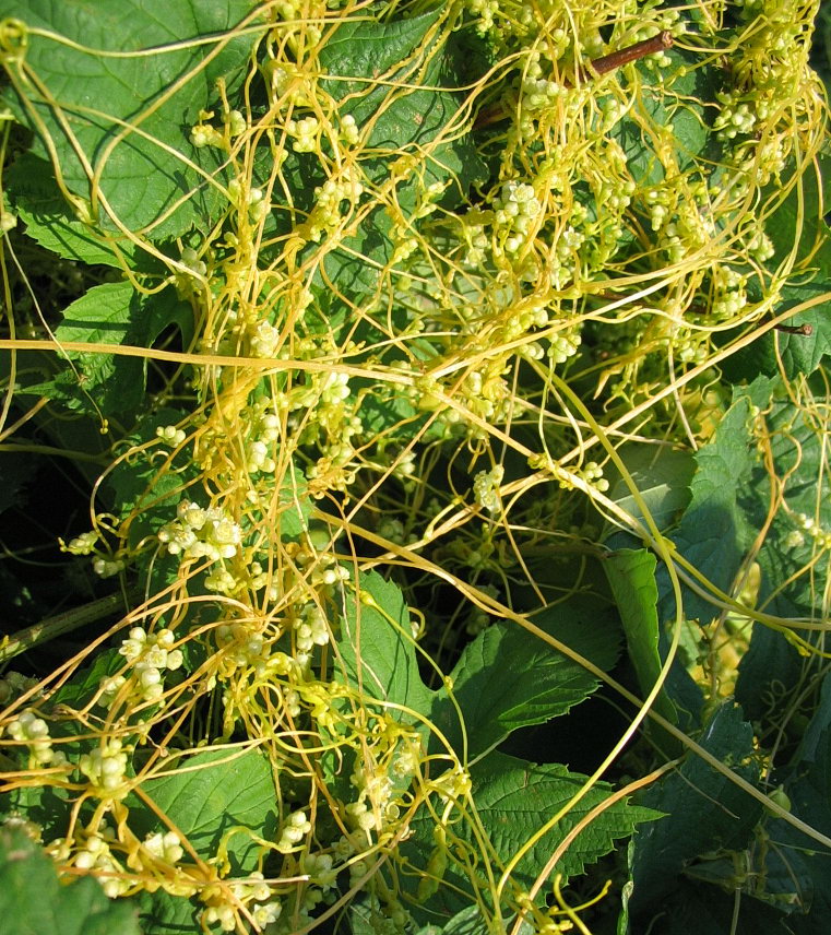 Cuscuta cesattiana