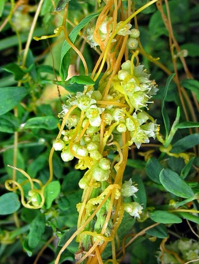 Cuscuta cesattiana
