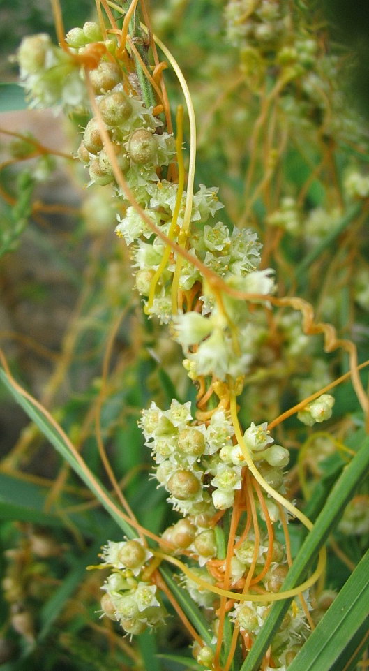 Cuscuta cesattiana