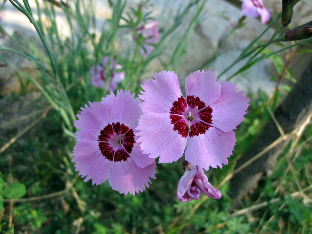 Dianthus... Dianthus plumarius