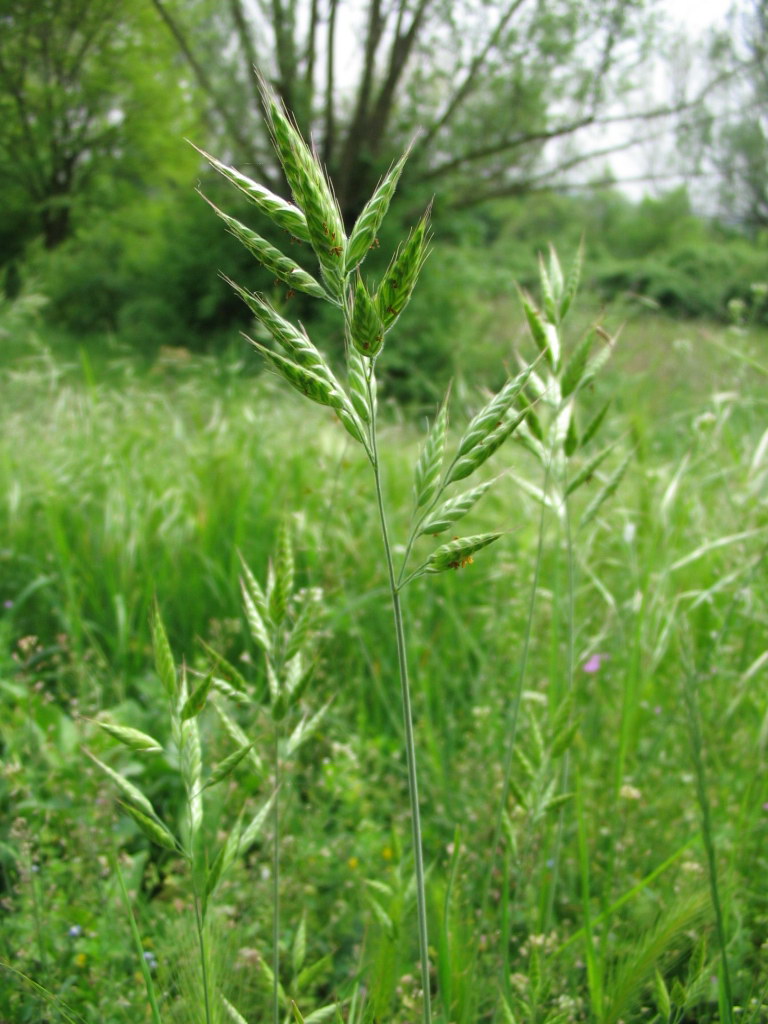 Bromus hordeaceus?