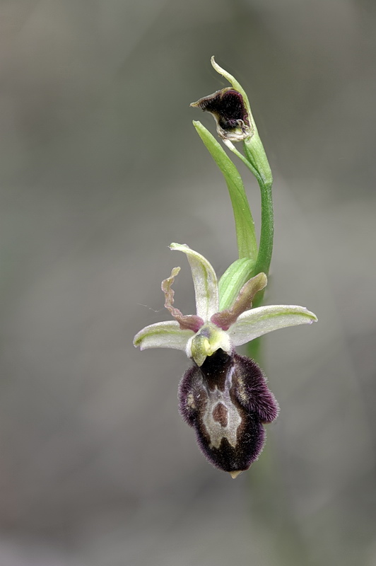Ophrys benacensis?