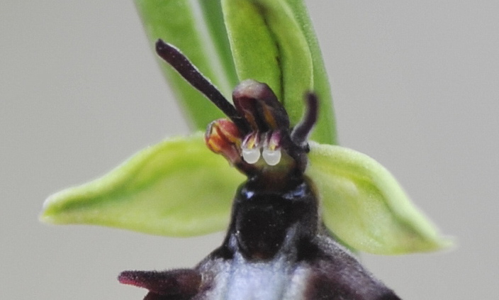 Ophrys insectifera?
