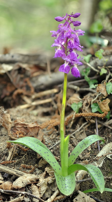 Orchis pengenziana?