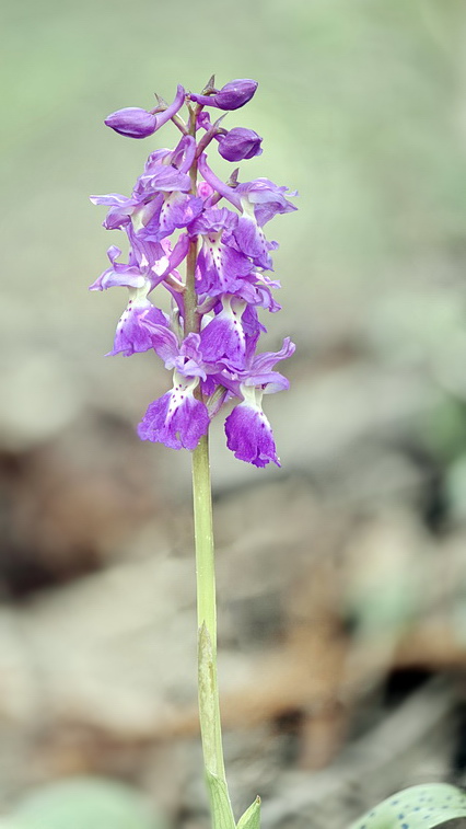 Orchis pengenziana?