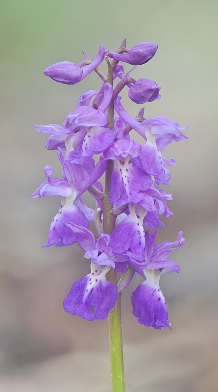 Orchis pengenziana?