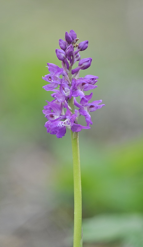 Orchis pengenziana?