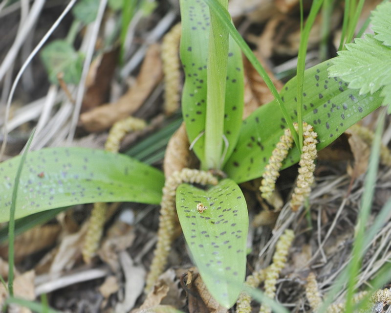 Orchis pengenziana?