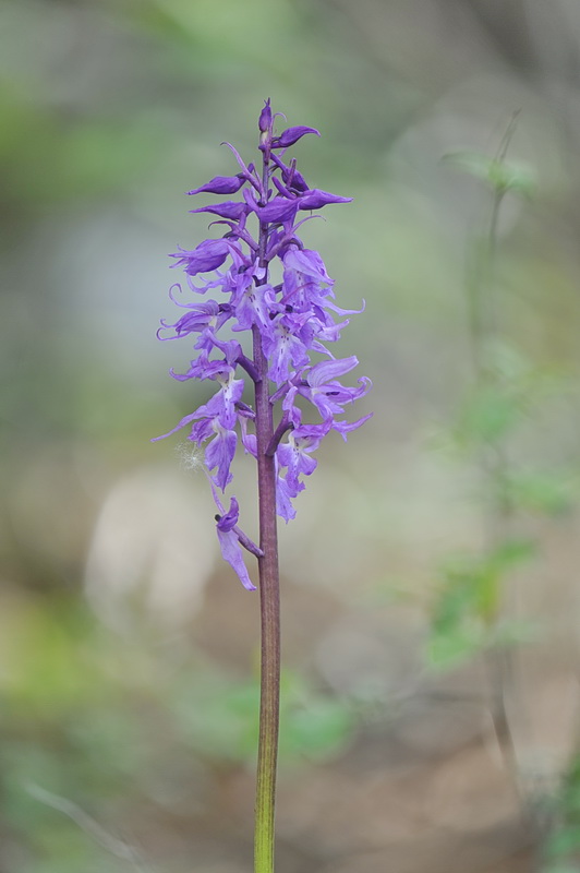 Orchis pengenziana?