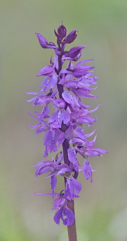 Orchis pengenziana?