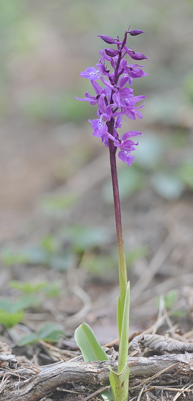 Orchis pengenziana?